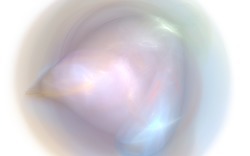 Apo7x-120903-3-white (2).jpg